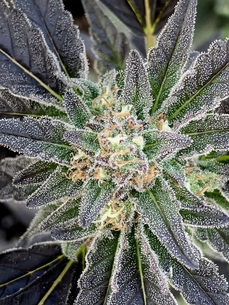 All-NATURAL HEMP FLOWER